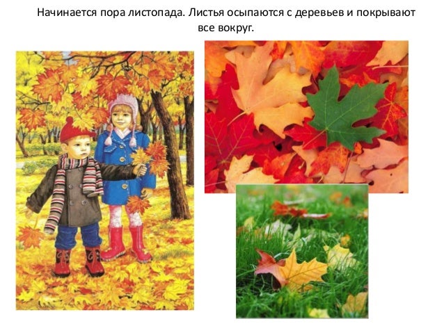 Картинки для детей с признаками осени Картинки для детей с признаками осени